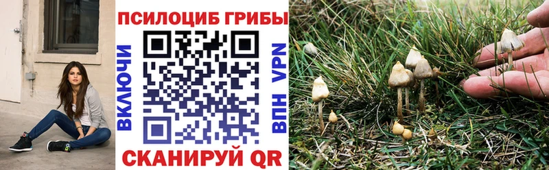 Псилоцибиновые грибы Psilocybine cubensis  хочу наркоту  Комсомольск-на-Амуре 